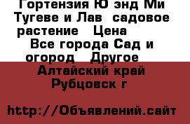 Гортензия Ю энд Ми Тугеве и Лав, садовое растение › Цена ­ 550 - Все города Сад и огород » Другое   . Алтайский край,Рубцовск г.